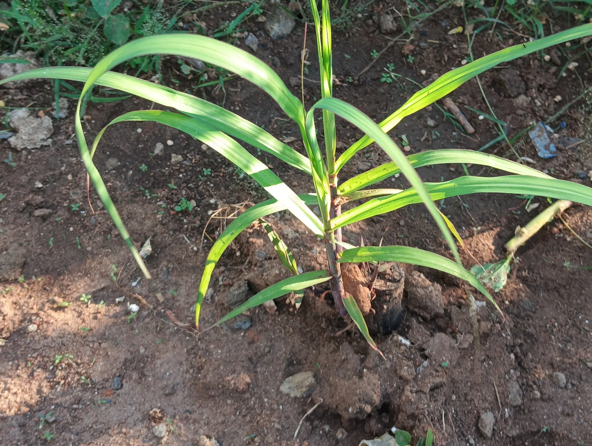 Garden activity area