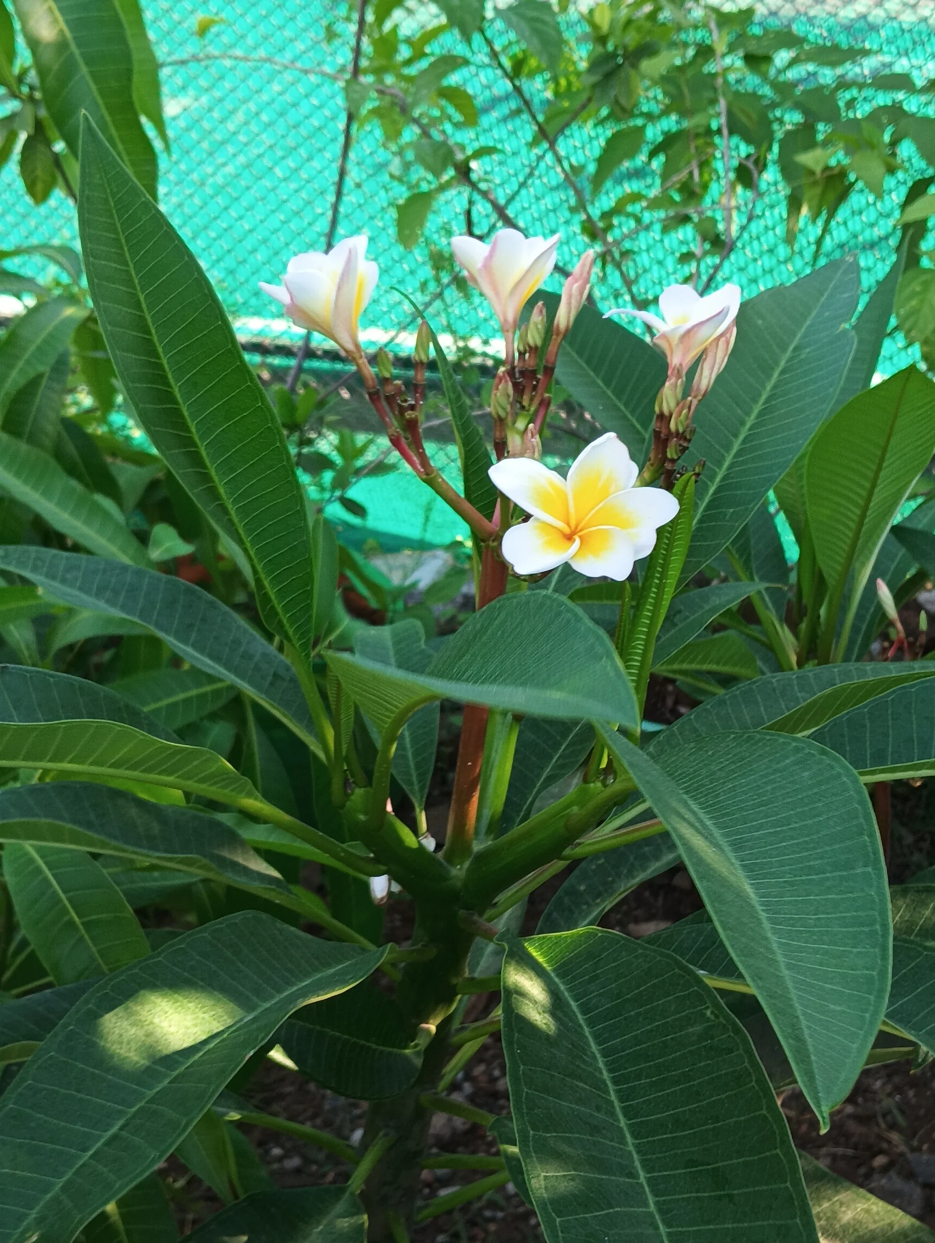 Outdoor garden learning
